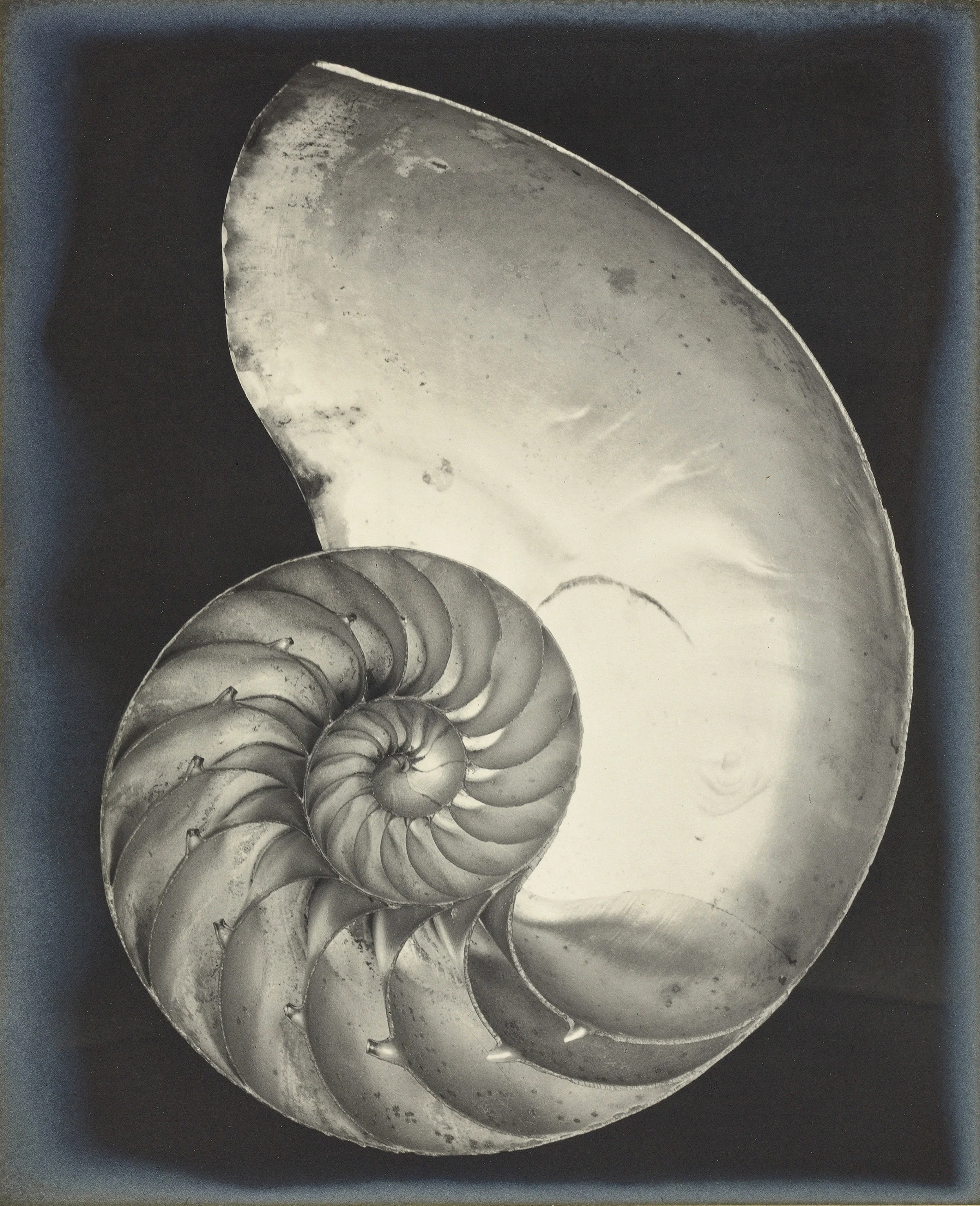 Edward Weston, Nautilus Shell , 1927