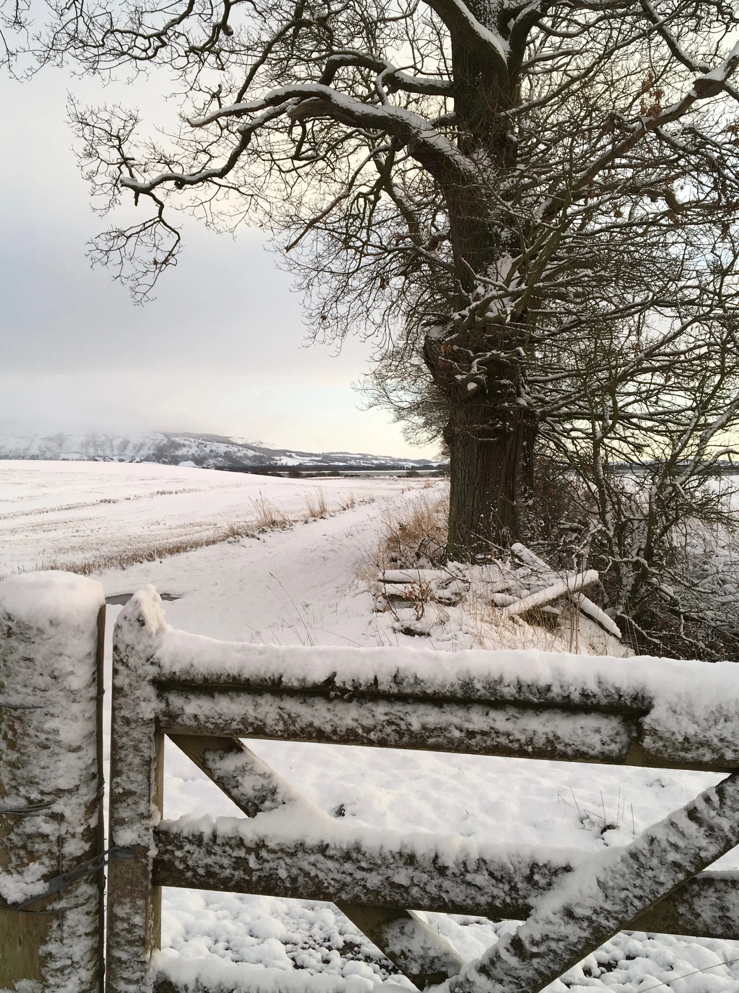 Snow fall in February.