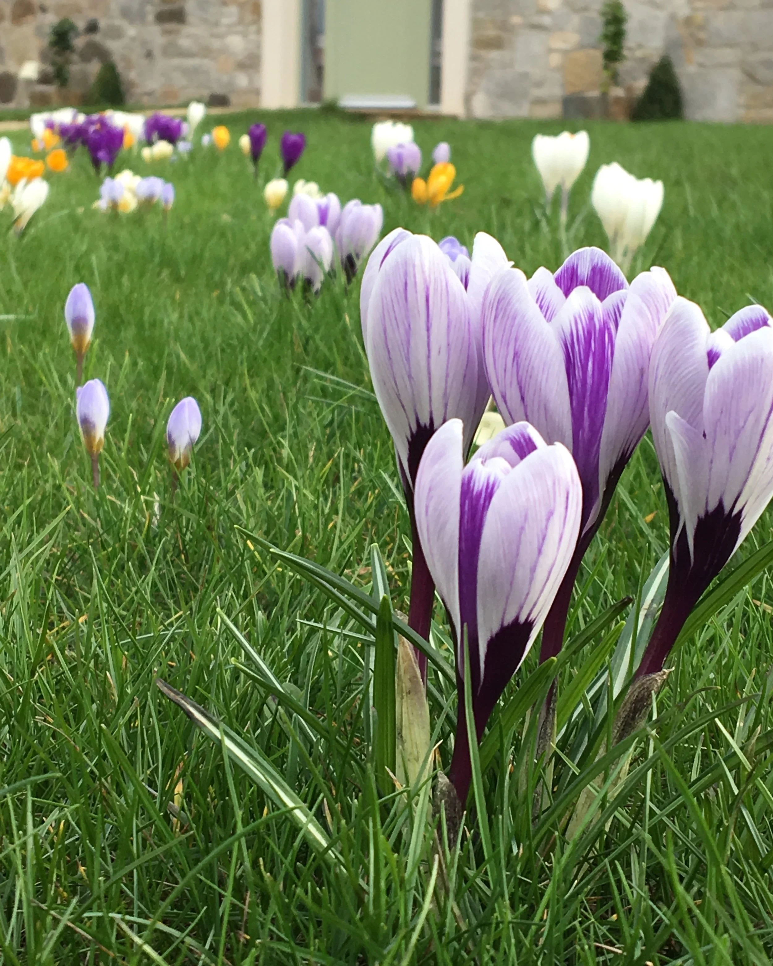 Crocuses opening up to the early March sunshine.