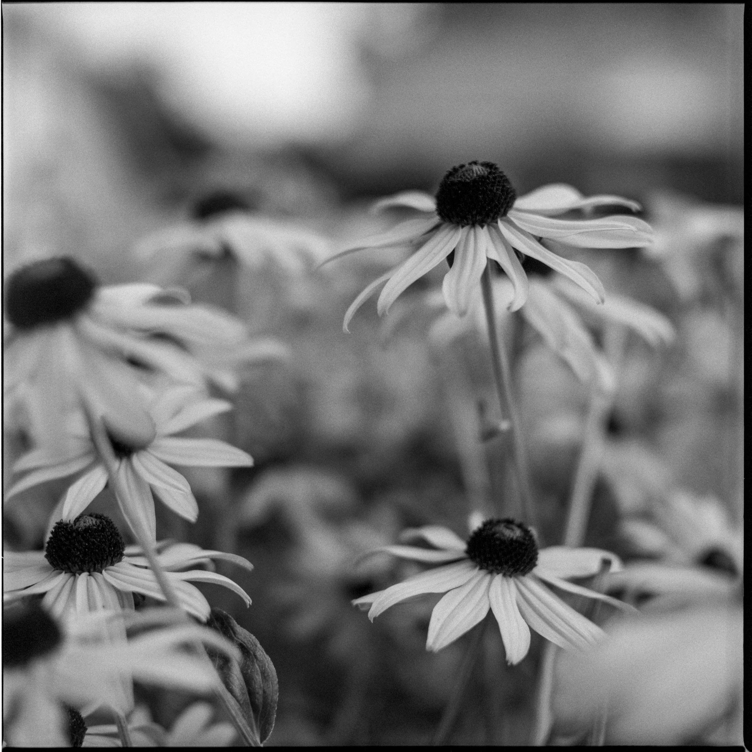  2017 / Portland, OR  [analog - 120] 