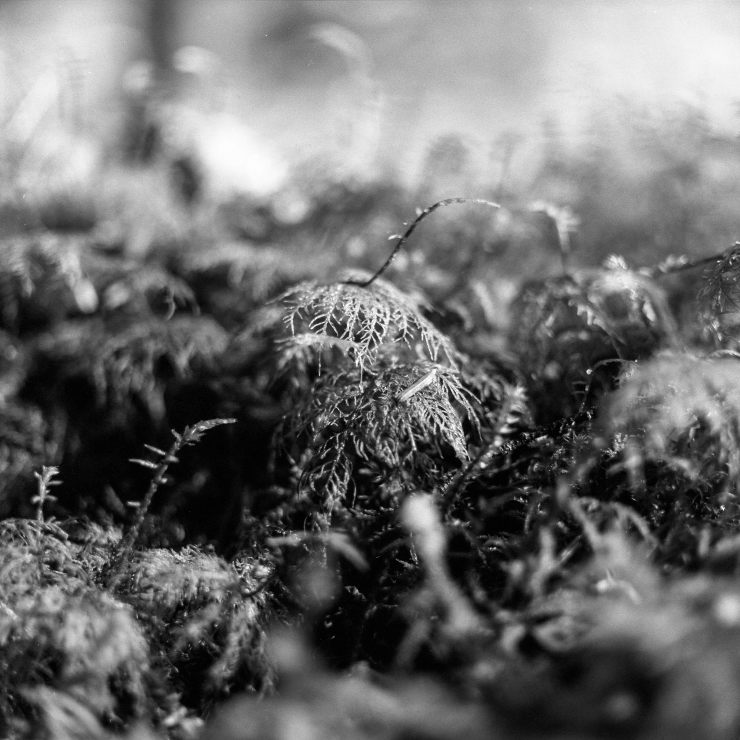  2017 / Mount Hood National Forest, OR  [analog - 120] 