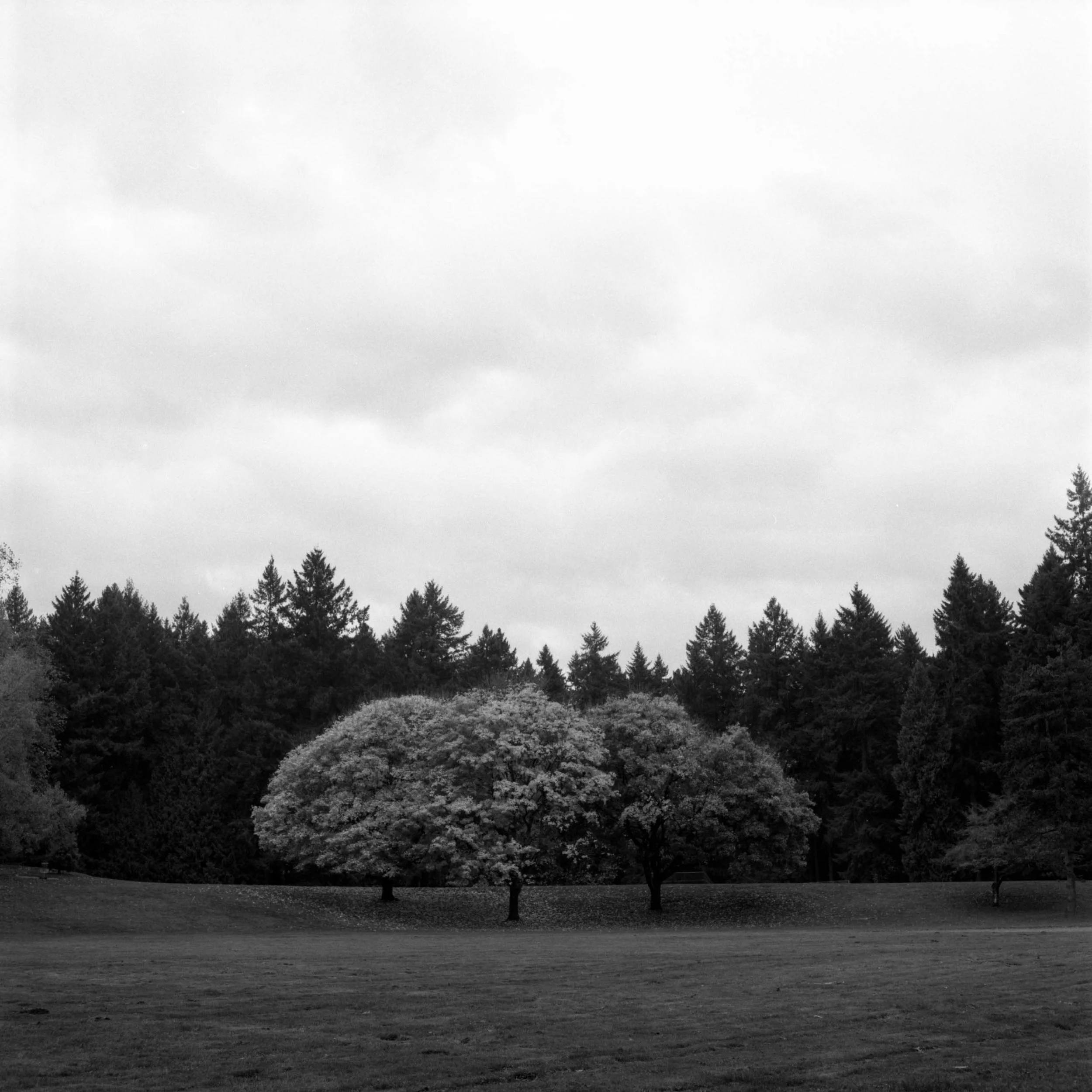  2017 / Portland, OR  [analog - 120] 