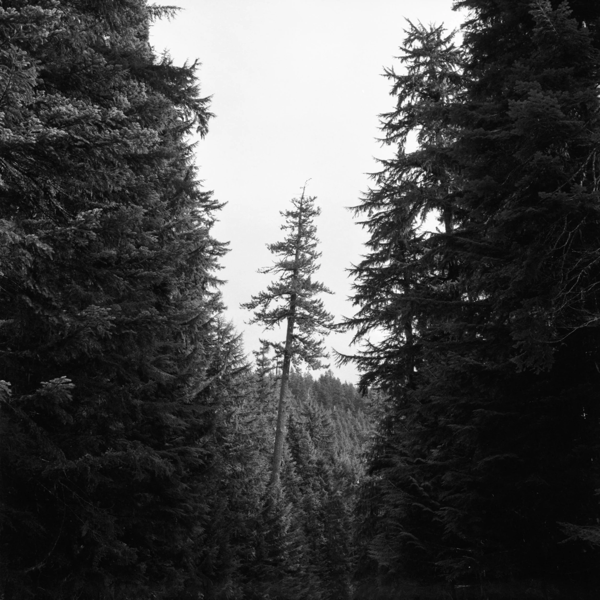  2017 / Mount Hood National Forest, OR  [analog - 120] 