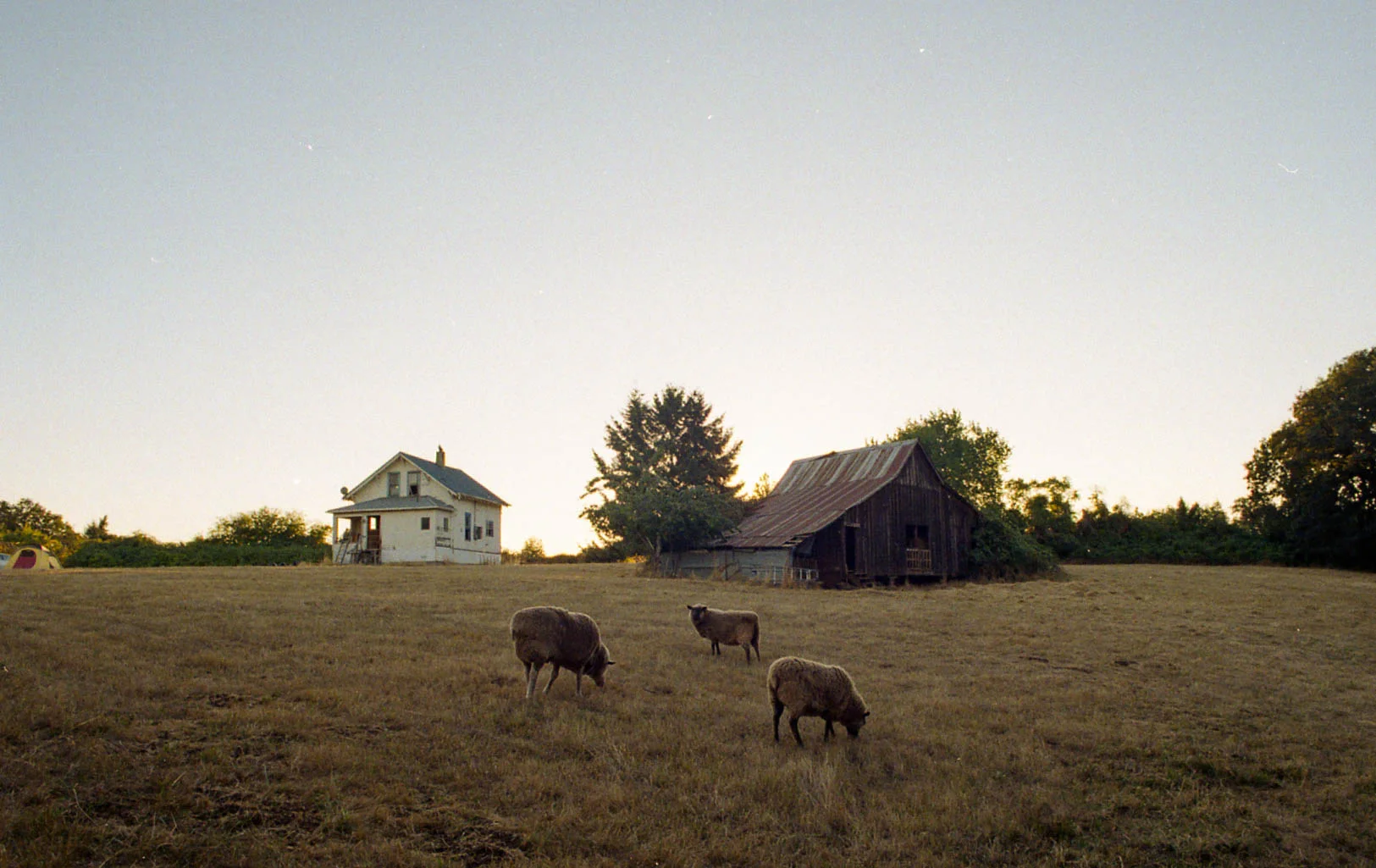  2018 / Silverton, OR  [analog - 35mm] 