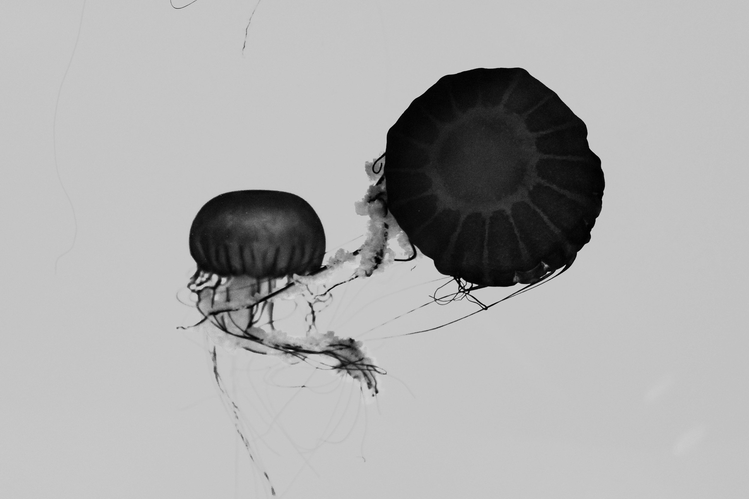  2018 / Newport, OR  [digital] 