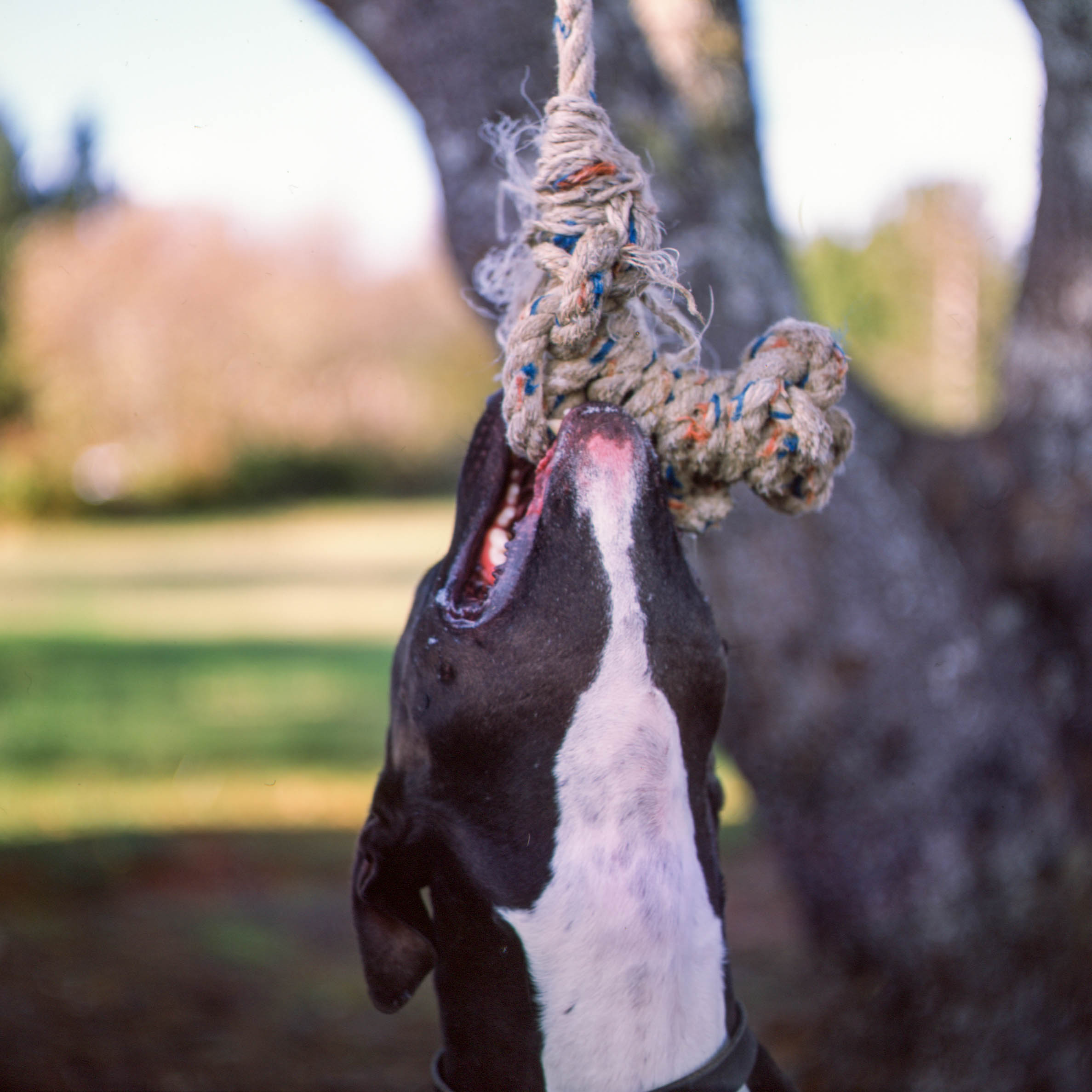  2018 / Nehalem, OR  [analog - 120] 