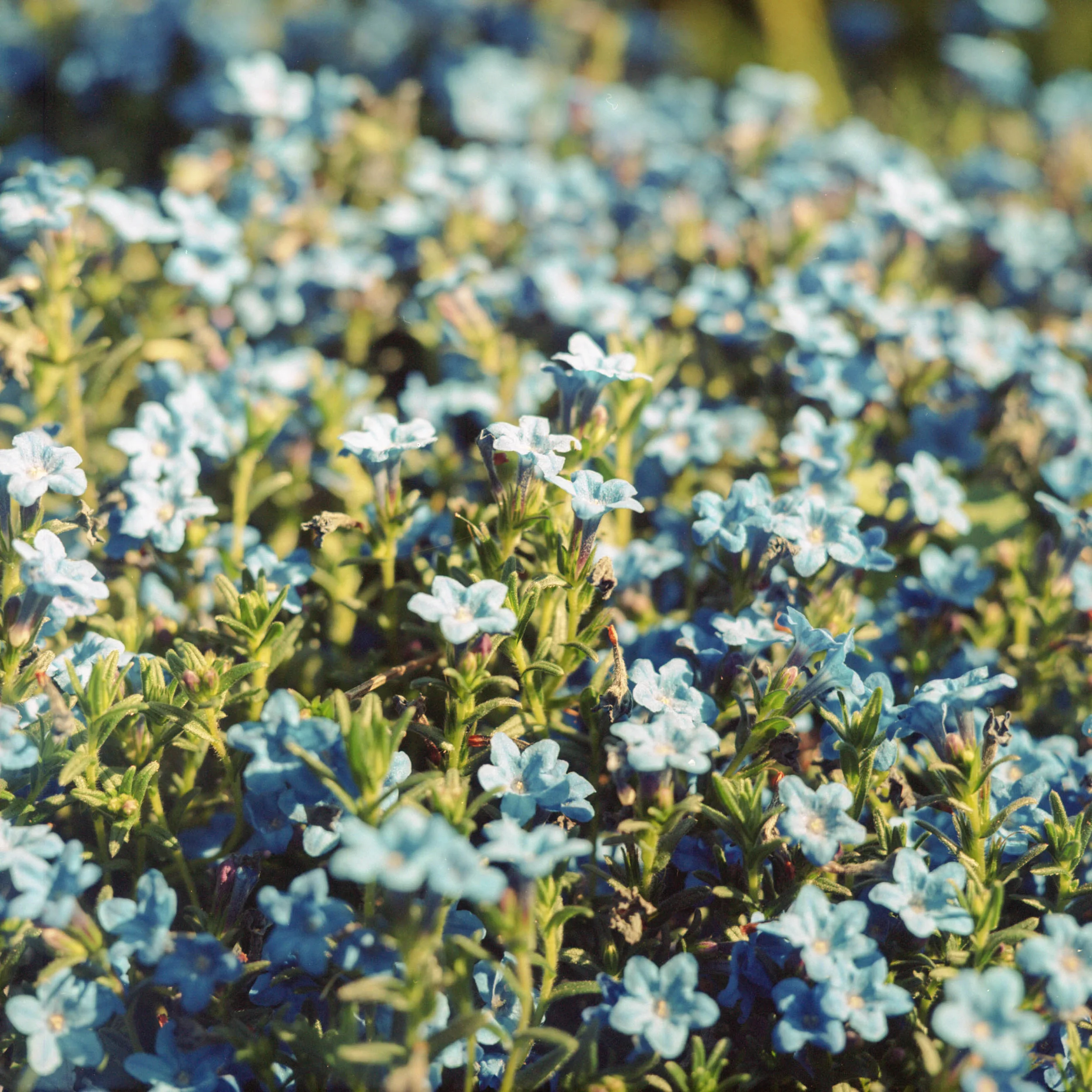  2018 / Portland, OR  [analog - 120] 