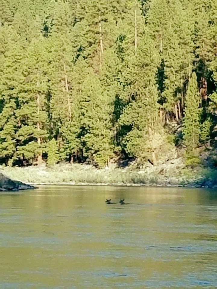 Deer crossing river Main.jpg