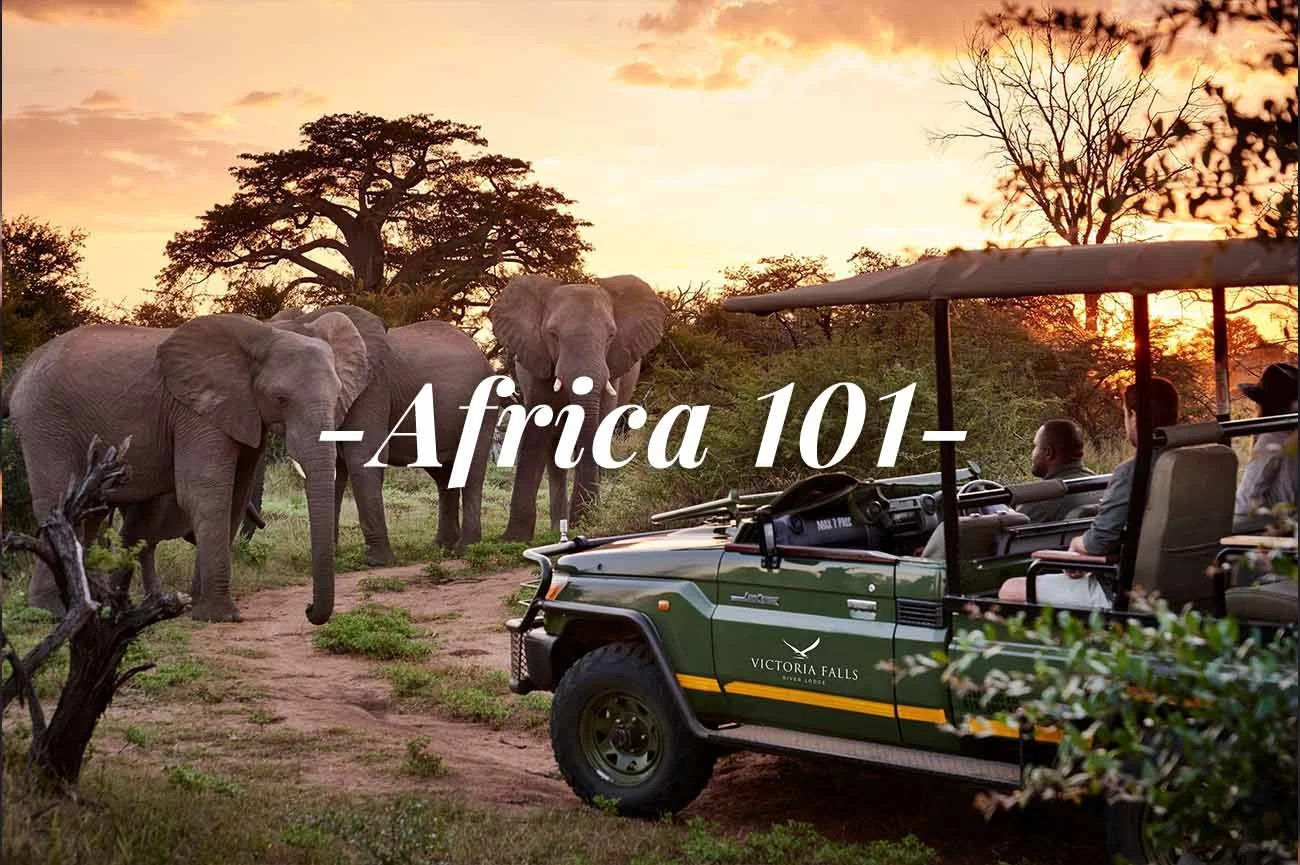 Safari 101 | Best Countries for a Safari | When to Bring the Kids on a Safari | Plan your next Safari Trip