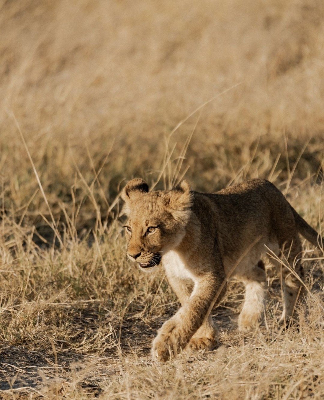 Set deep within one of Botswana&rsquo;s most wildlife-rich and remote landscapes, Savute Elephant Lodge, A Belmond Safari @belmondsavuteelephantlodge offers a front-row seat to nature at its most raw and captivating.⁠
⁠
This remarkable corner of the 