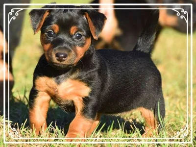 american hunting terrier
