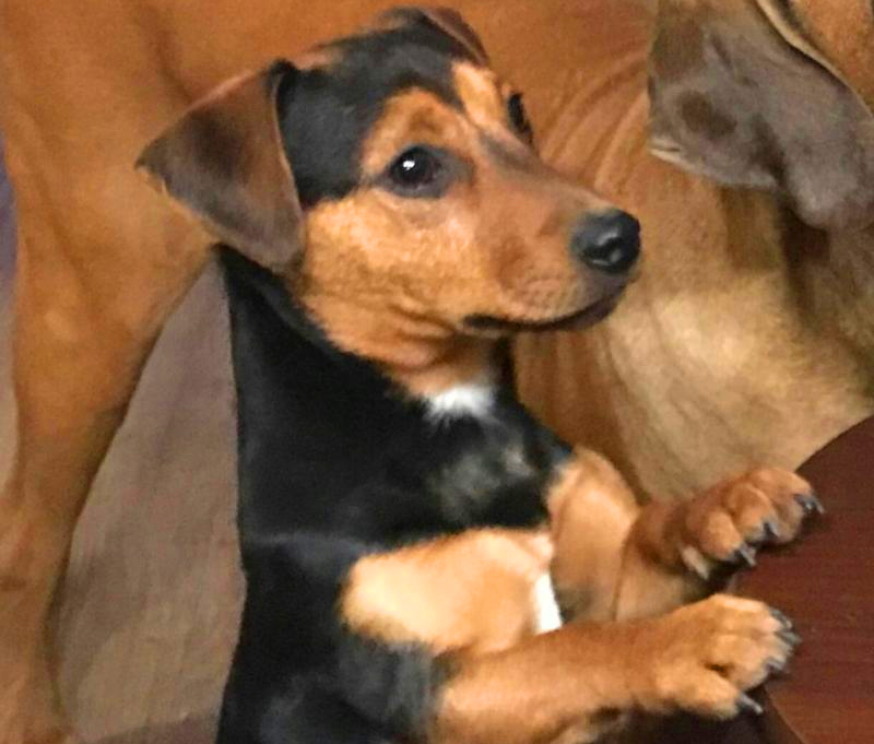 irish hunt terrier