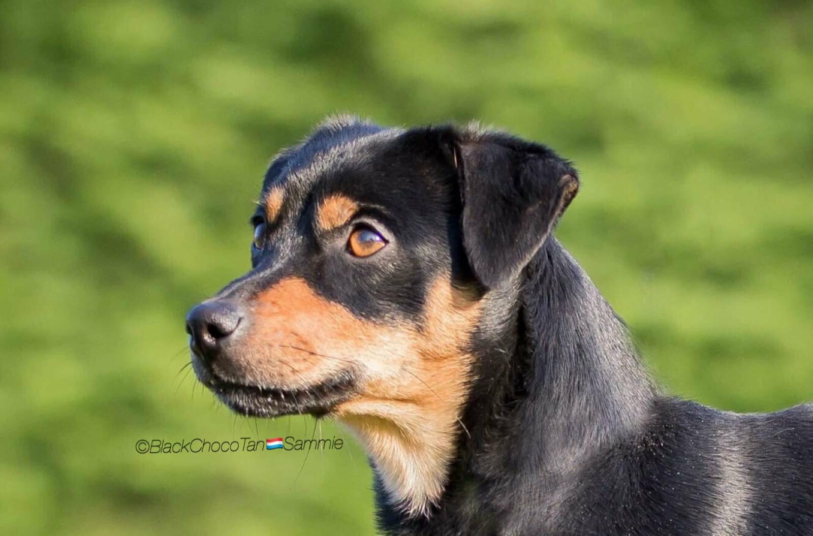 sammie-04.jpg