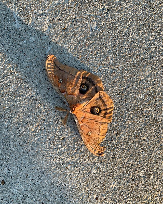 Hello, four eyes! Caught this cyclops moth chillin on my driveway this morning.
&mdash;
#bcrtv #rockporttx #aransascounty #cyclops #countyseat #smalltowntexas #naturephotography #nature #visitrockportfulton #findyourselfinrockportfulton
