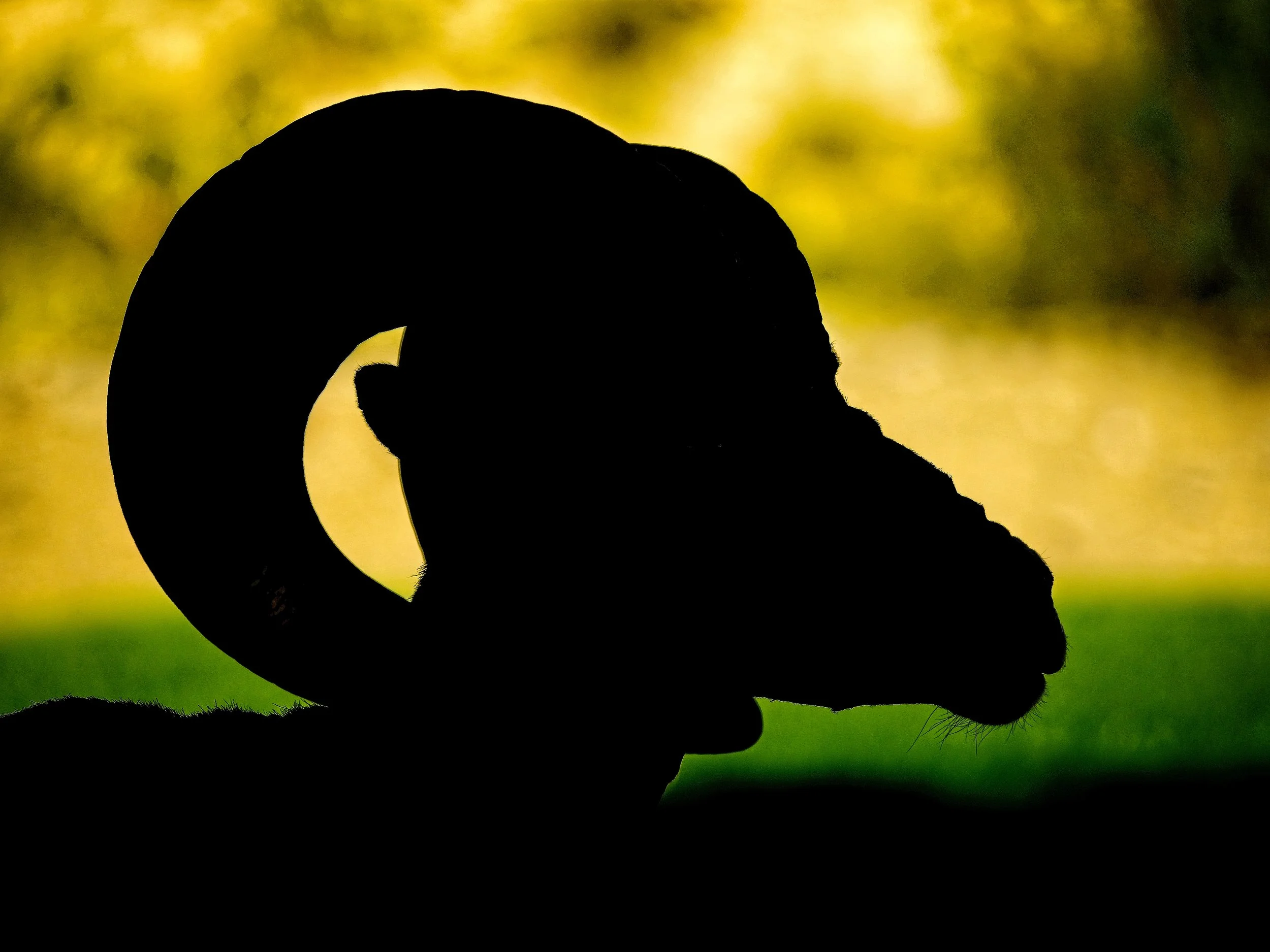 You’ll be able to test your creative boundaries trying to take Bighorn images that don’t look like they were taken in a city park!