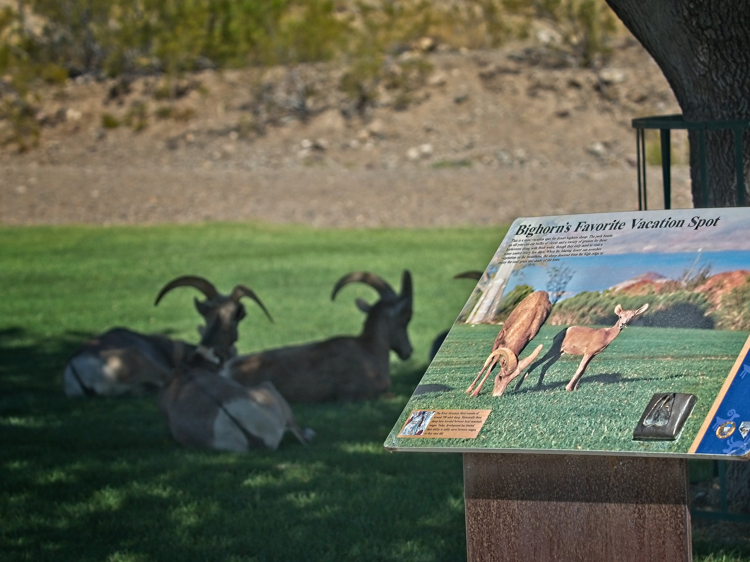 Shade trees and cool grass… Definitely a Bighorn vacation spot!