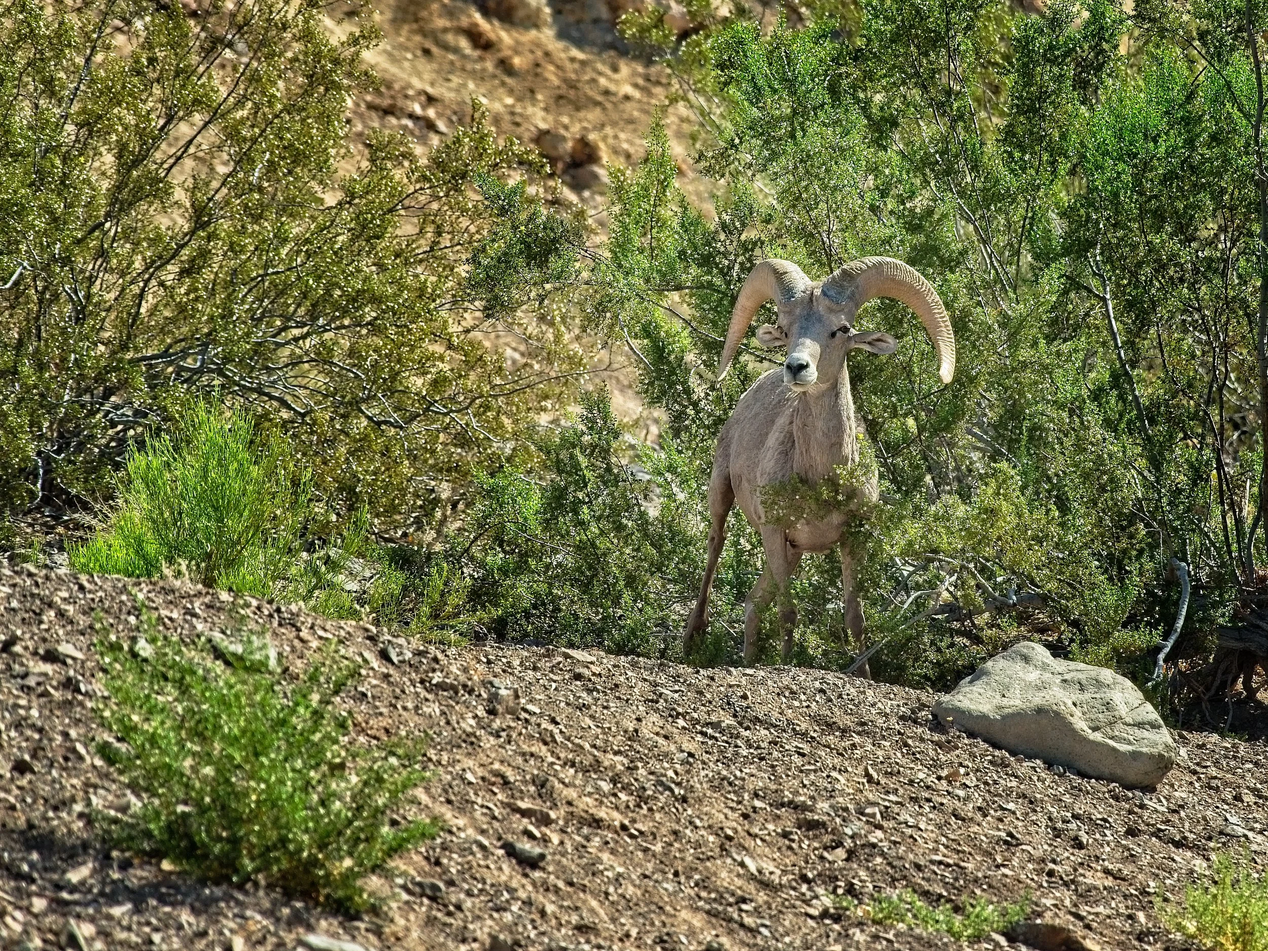 There are natural areas at the edges of the park, and if you are lucky you might spot the Bighorn posing in a more natural setting