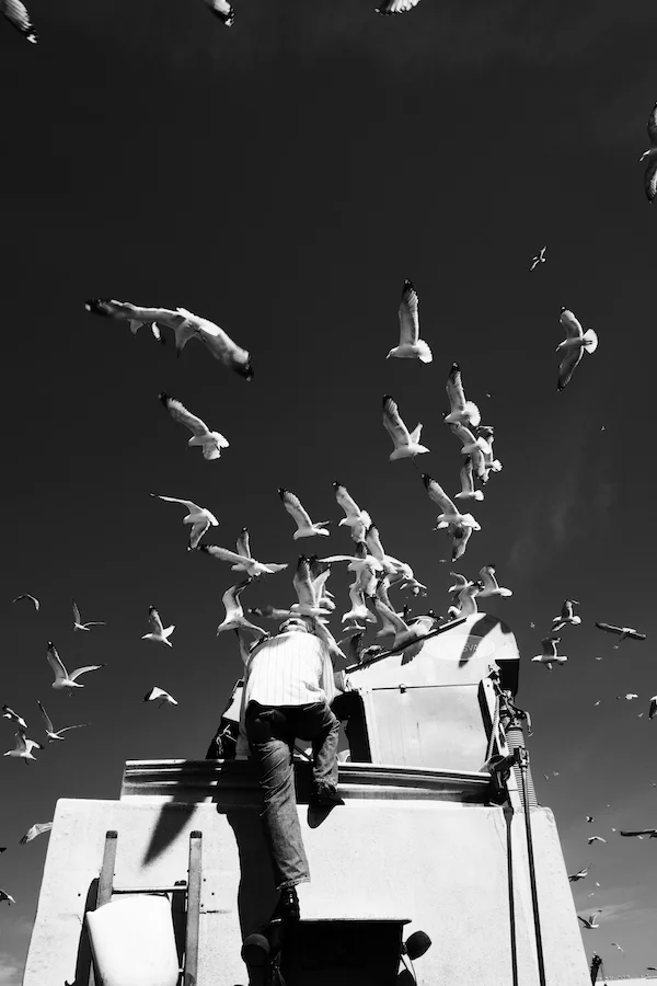 the gulls b&w.jpg