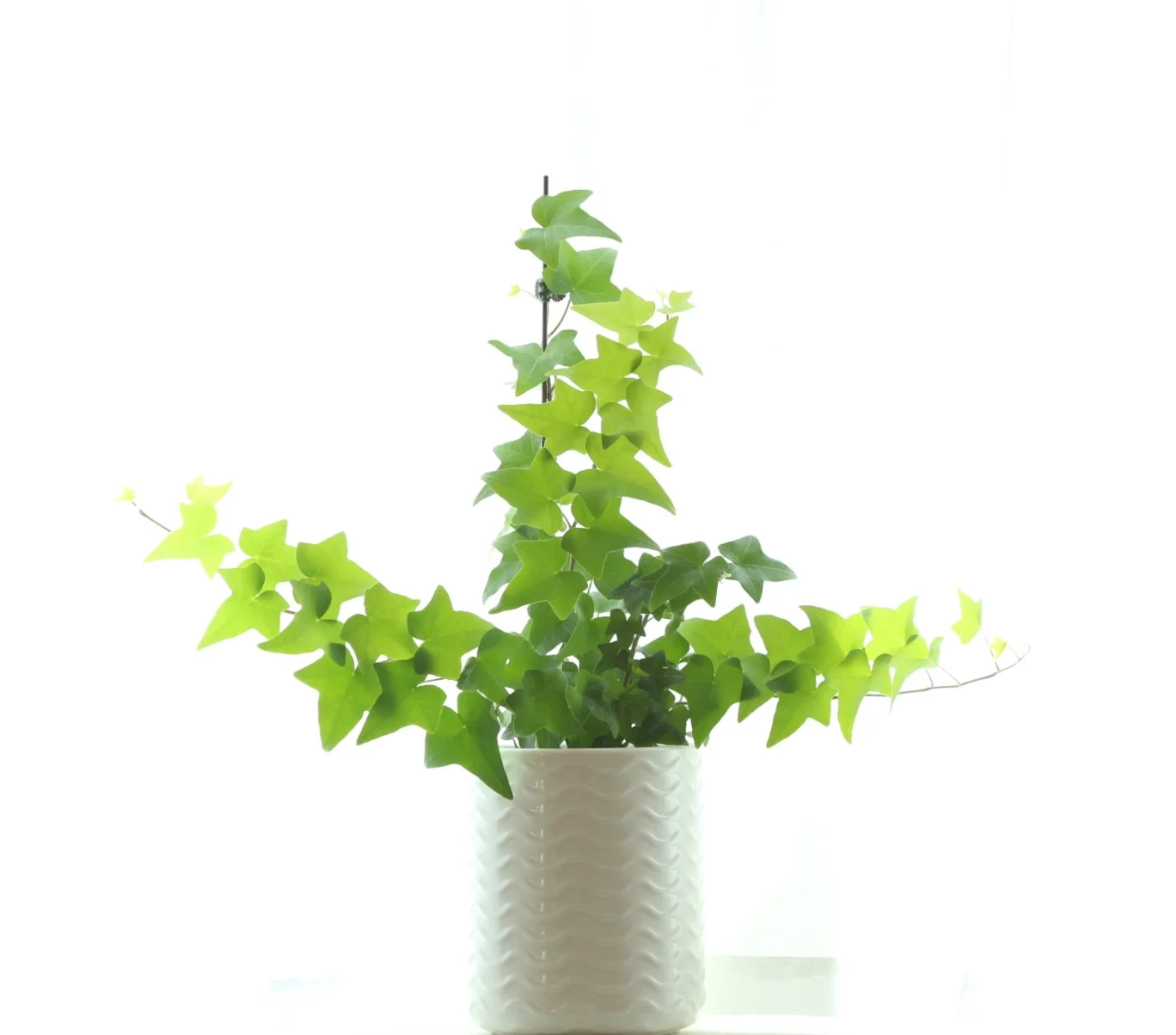 Las Vegas Wedding Chapel Mascot