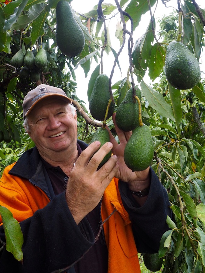 Avo Fest is on this Saturday!
