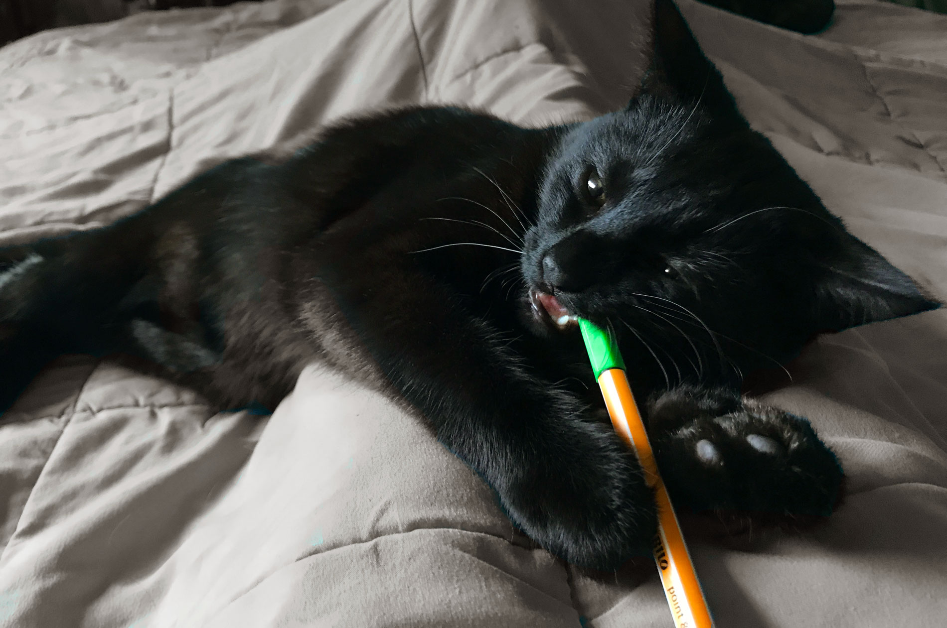My assistant/intern/foster kitten helping me wrangle one of the colored pens I use to record my progress as a freelancer.