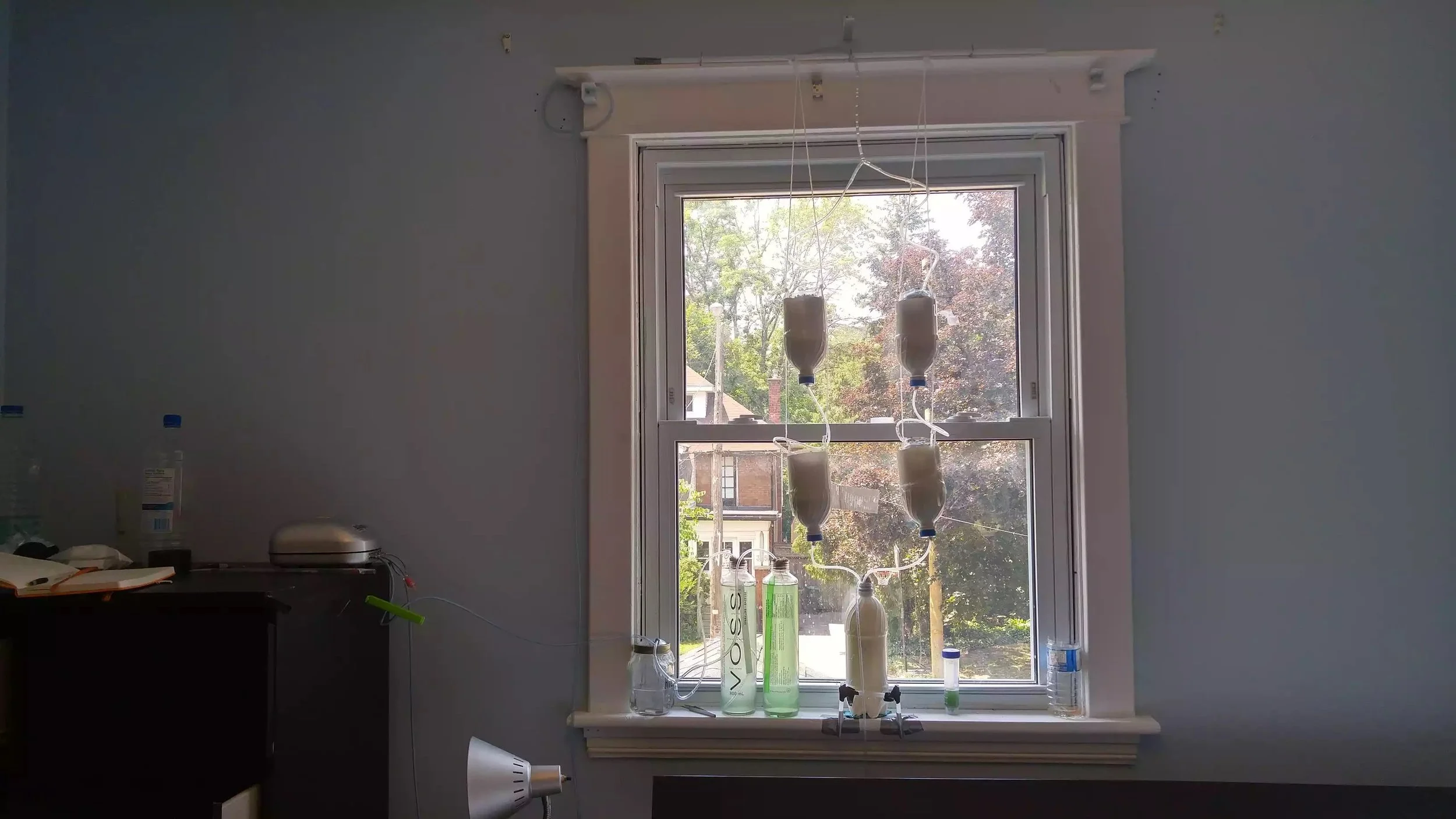 Spirulina reactor underneath the window with a DIY hydroponic garden above it.