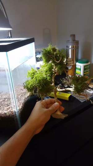 Moss Bonsai Tree Aquarium  Michael Chatzidakis