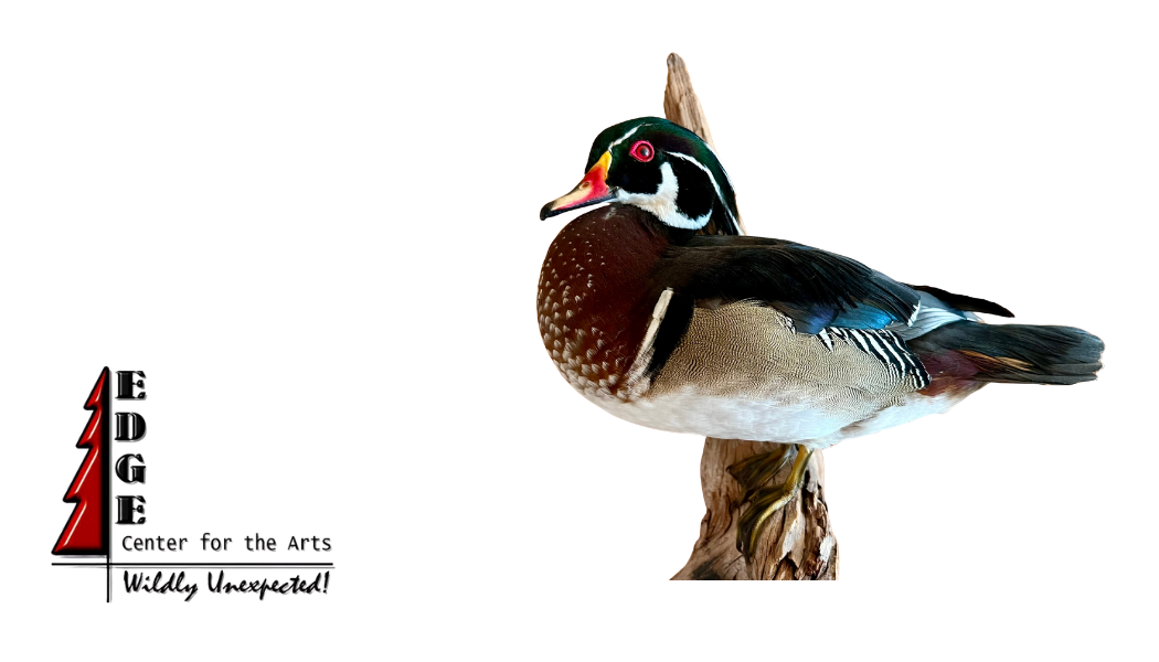 Forests to Savannas: The Taxidermy of Jeff Elich at The Edge Gallery