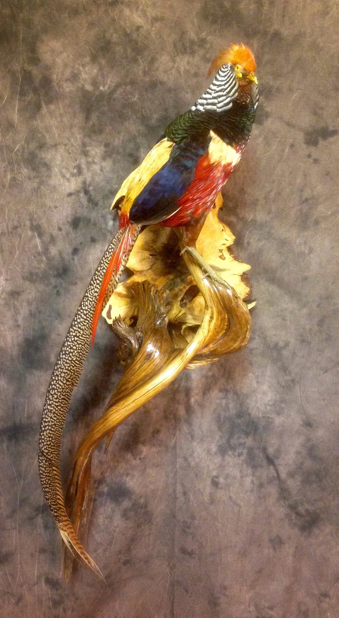 Amgold Pheasant-$450
