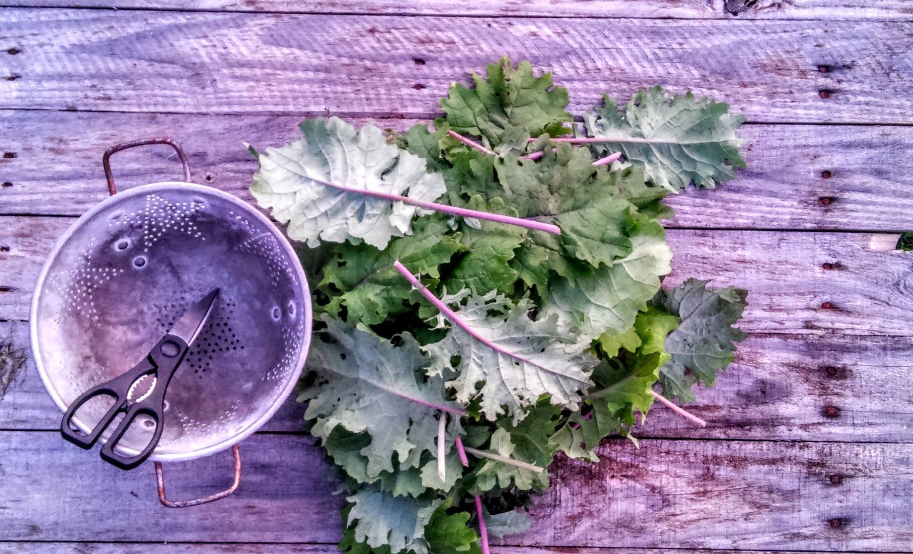 kale.jpg