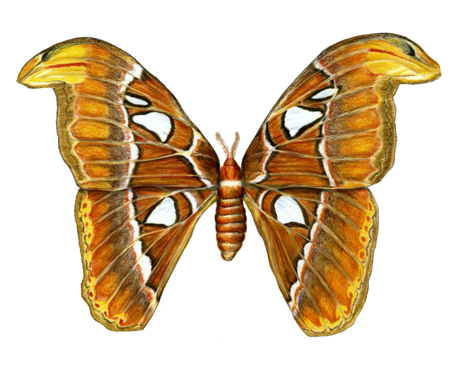 Atlas Moth