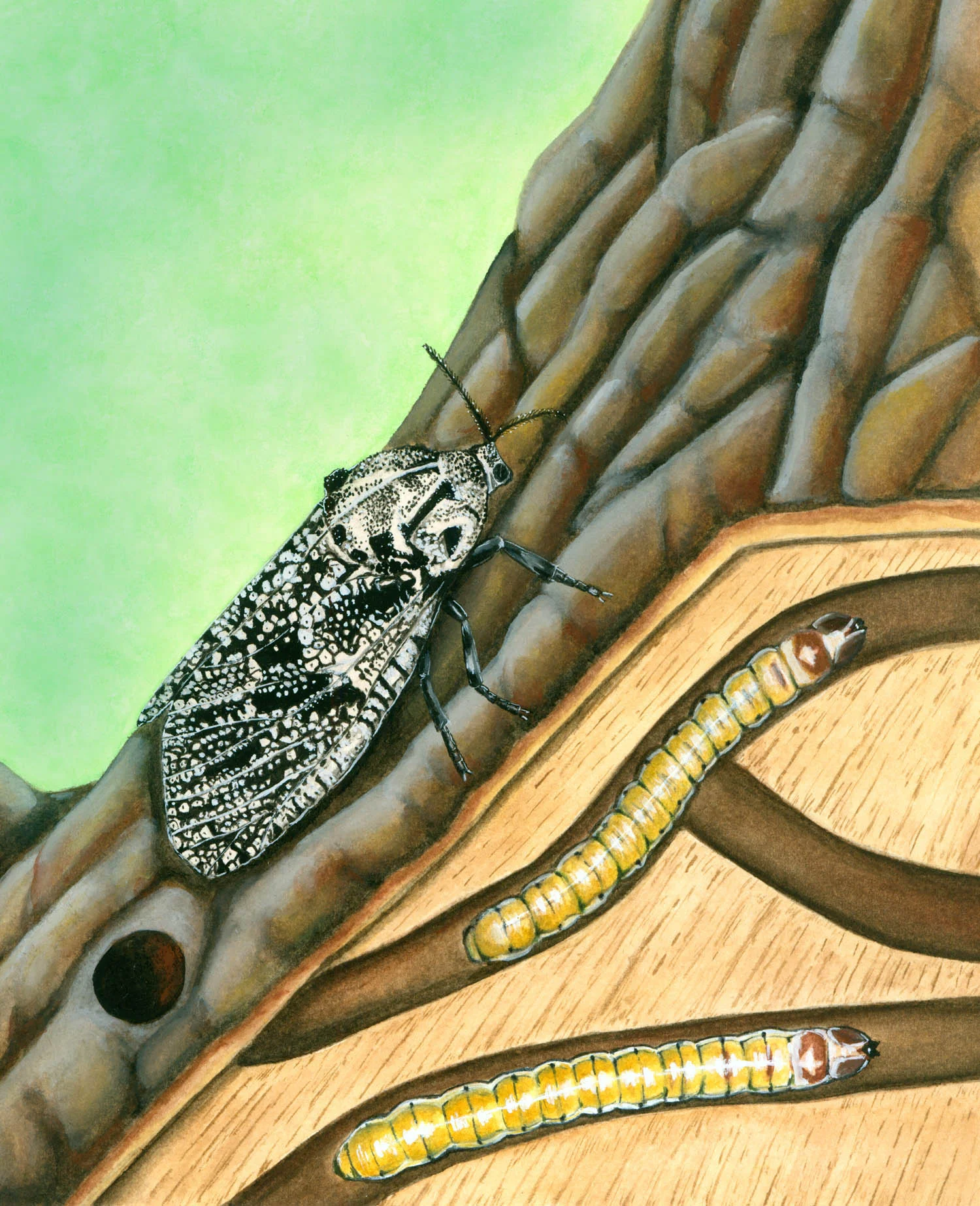 Carpenterworm Moth and Larva