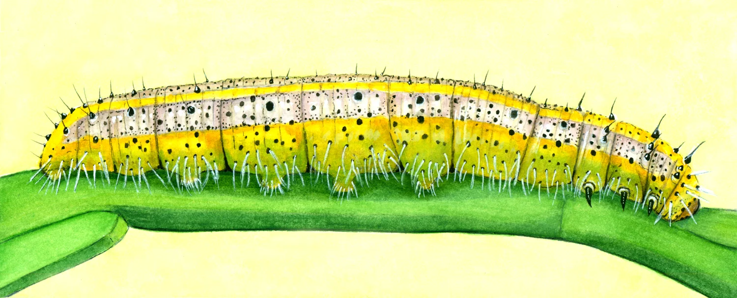 Caterpillar