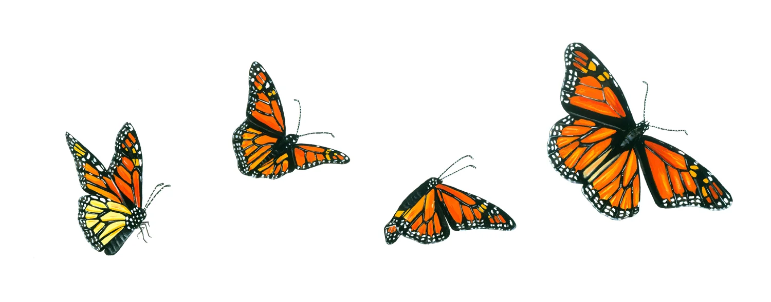 Monarch Flight