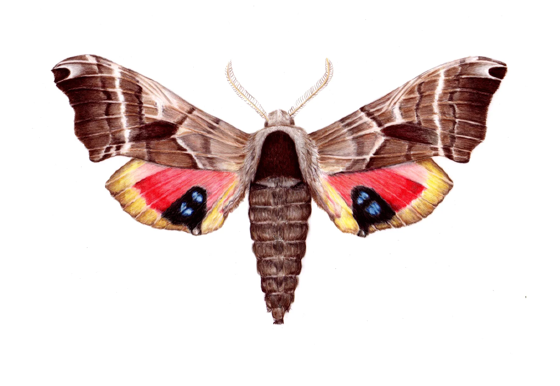 Twin-Spotted Sphinx Moth