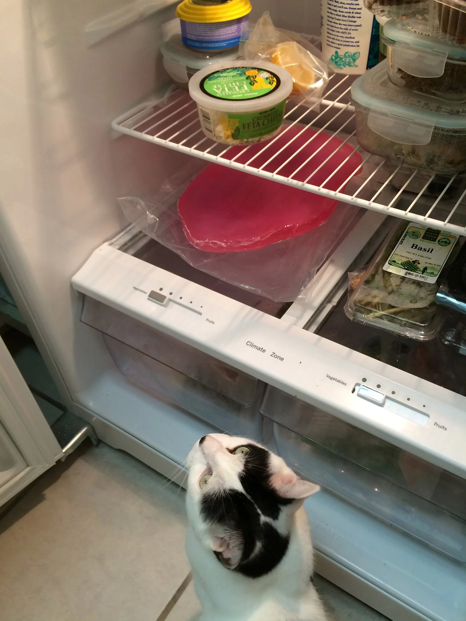 Unfortunately, the material was not setting, it was really sticky. I thought if I put it in the refrigerator that would help. My cat thought it was a good idea too, but it did not work. 