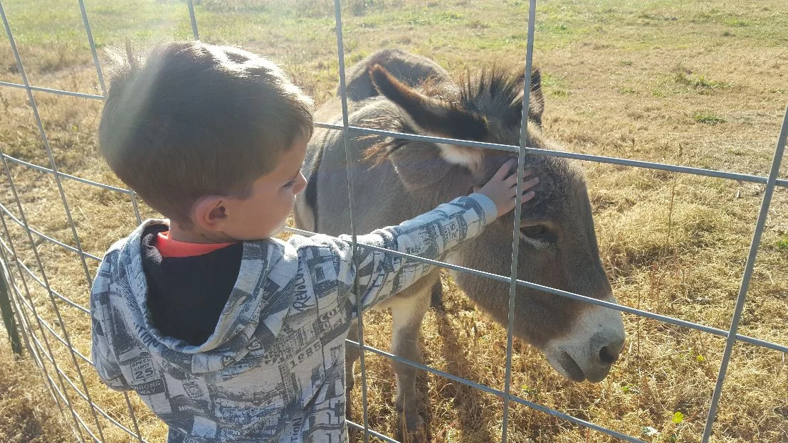 Jack at farm.jpg