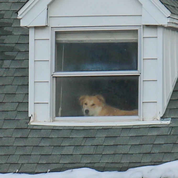 The dog across the street always stares out the window at us, longing to be outside. He reminds us of the doge meme doggo. 😂
