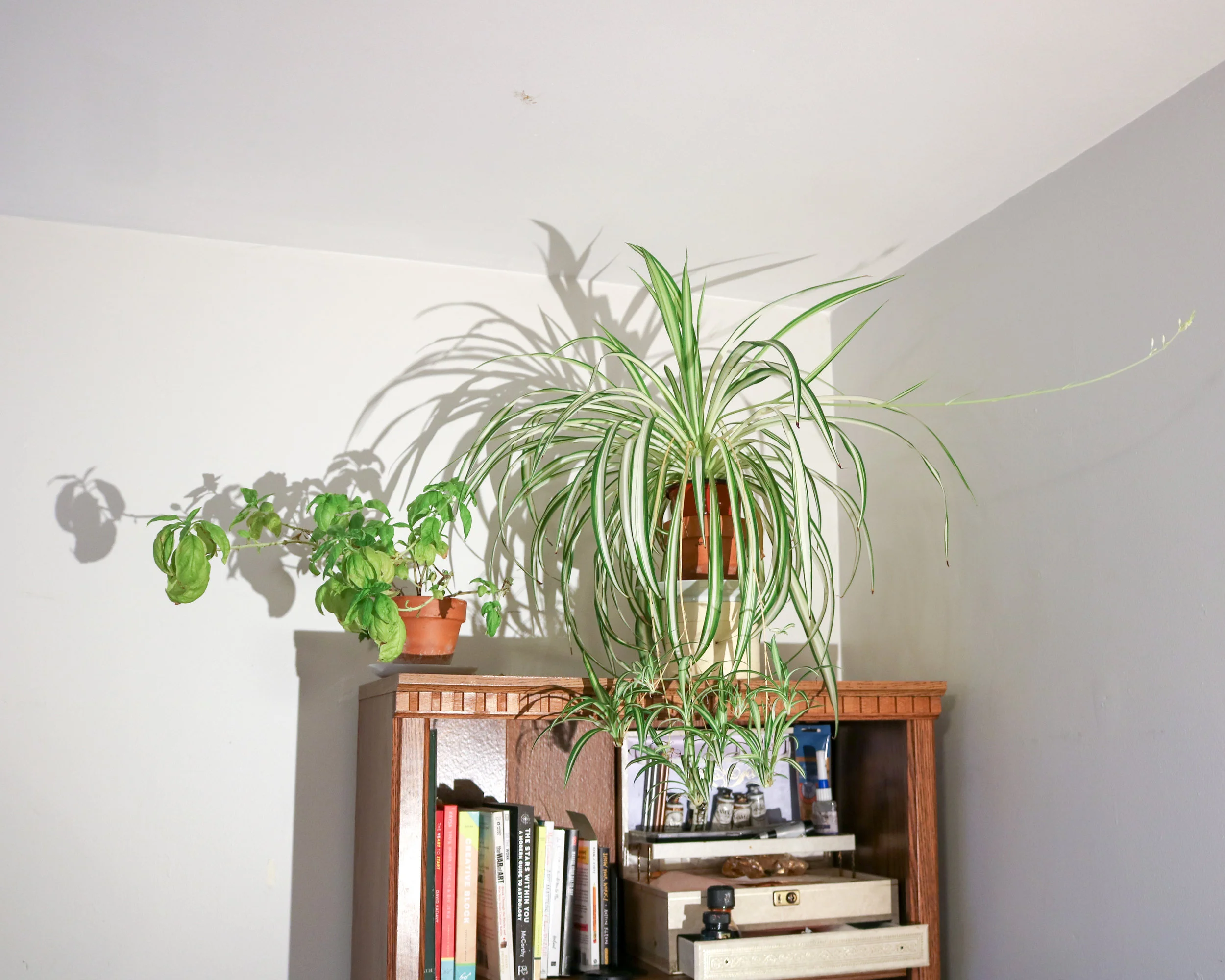 I’m so freaking proud of my snake plant. It’s growing like a champ.