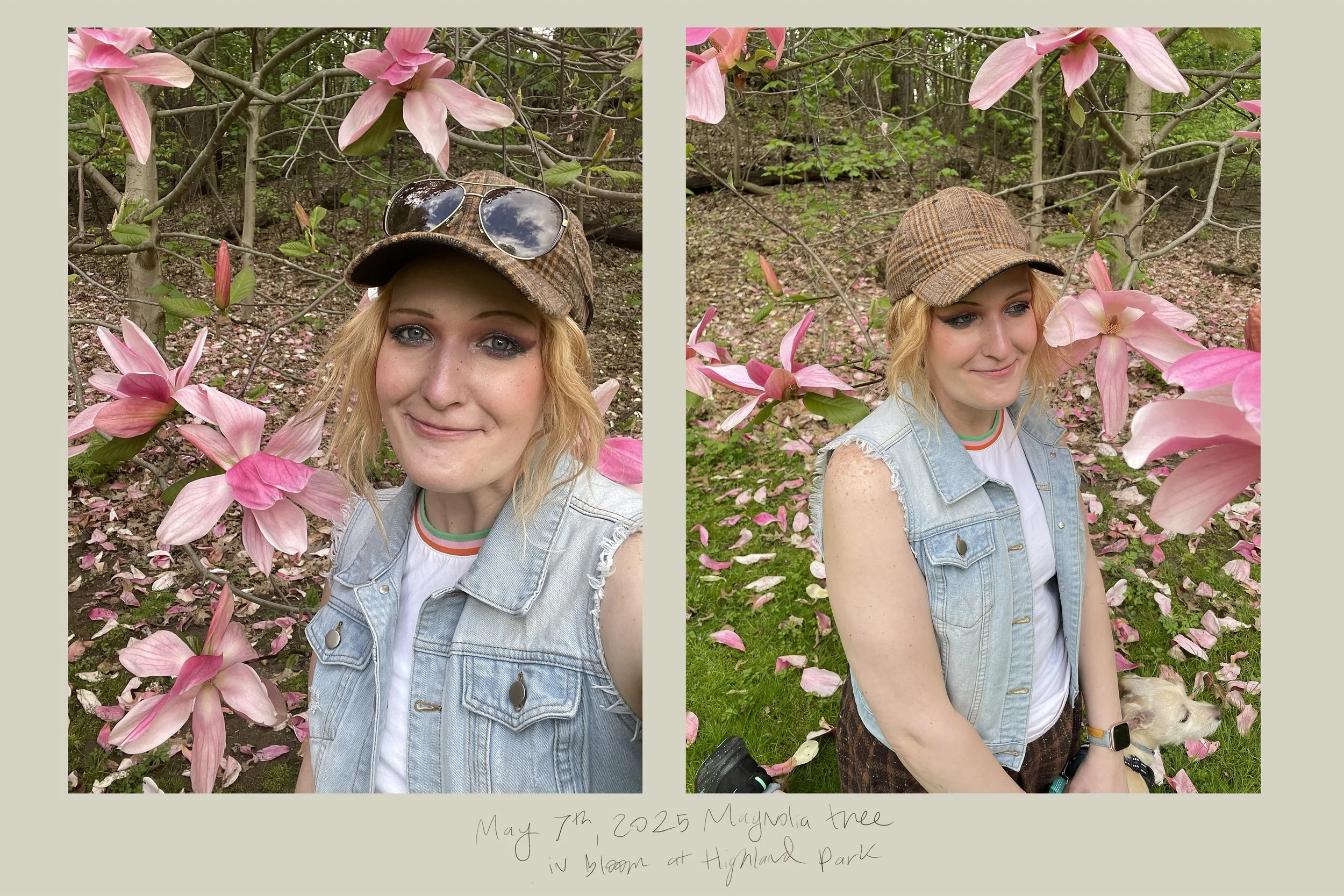magnolia tree may 25