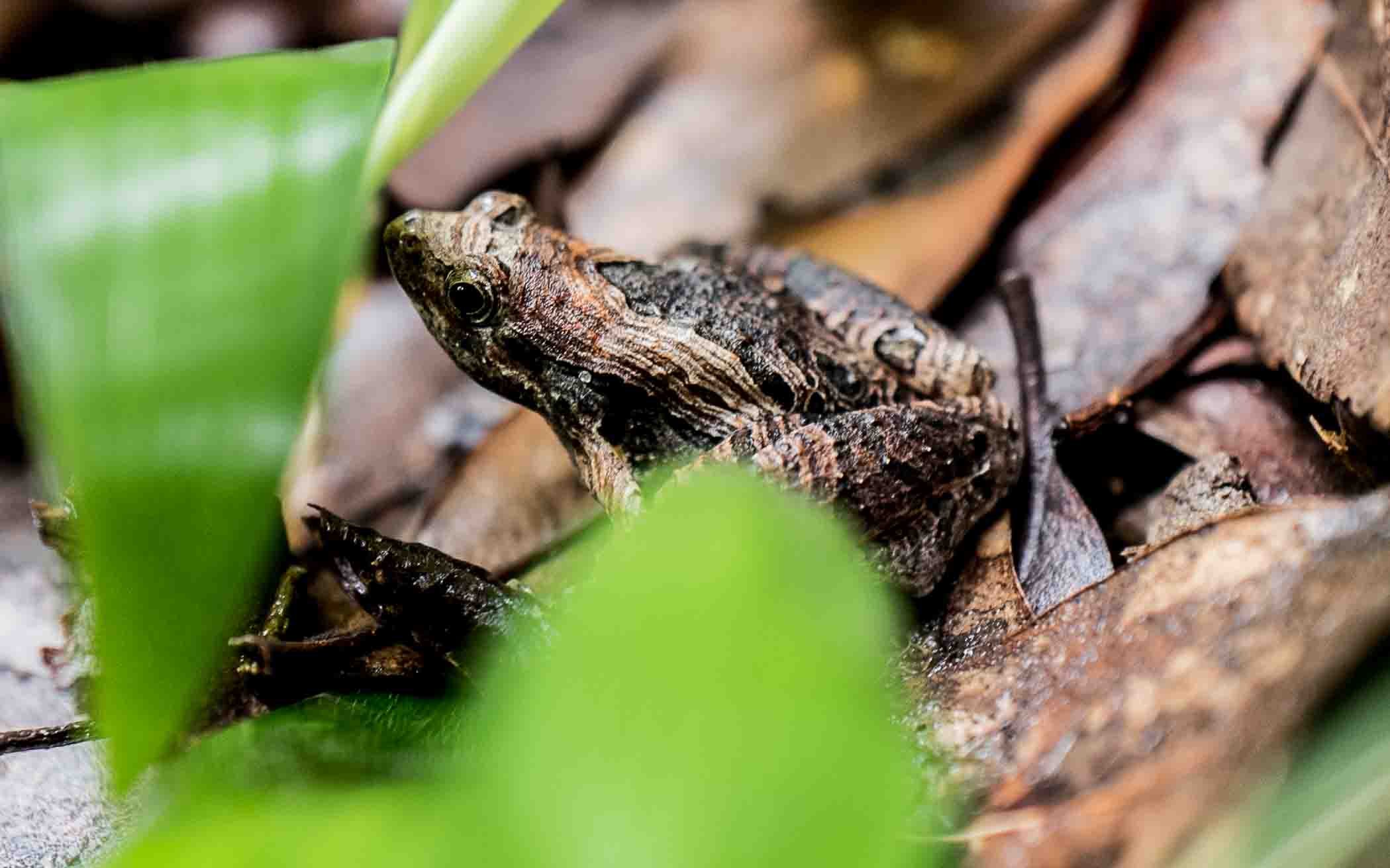 Frogs