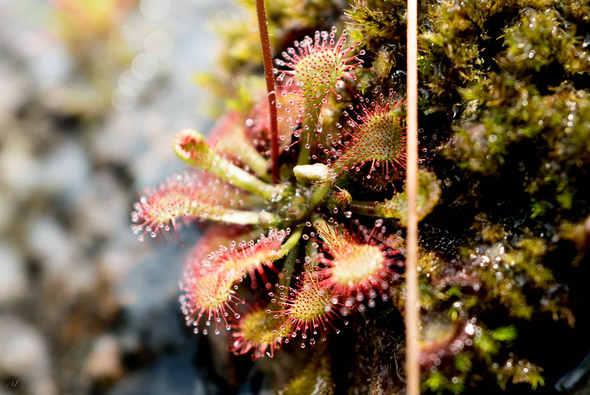 Sundew Plant
