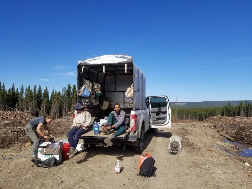 First-person feature on tree planting