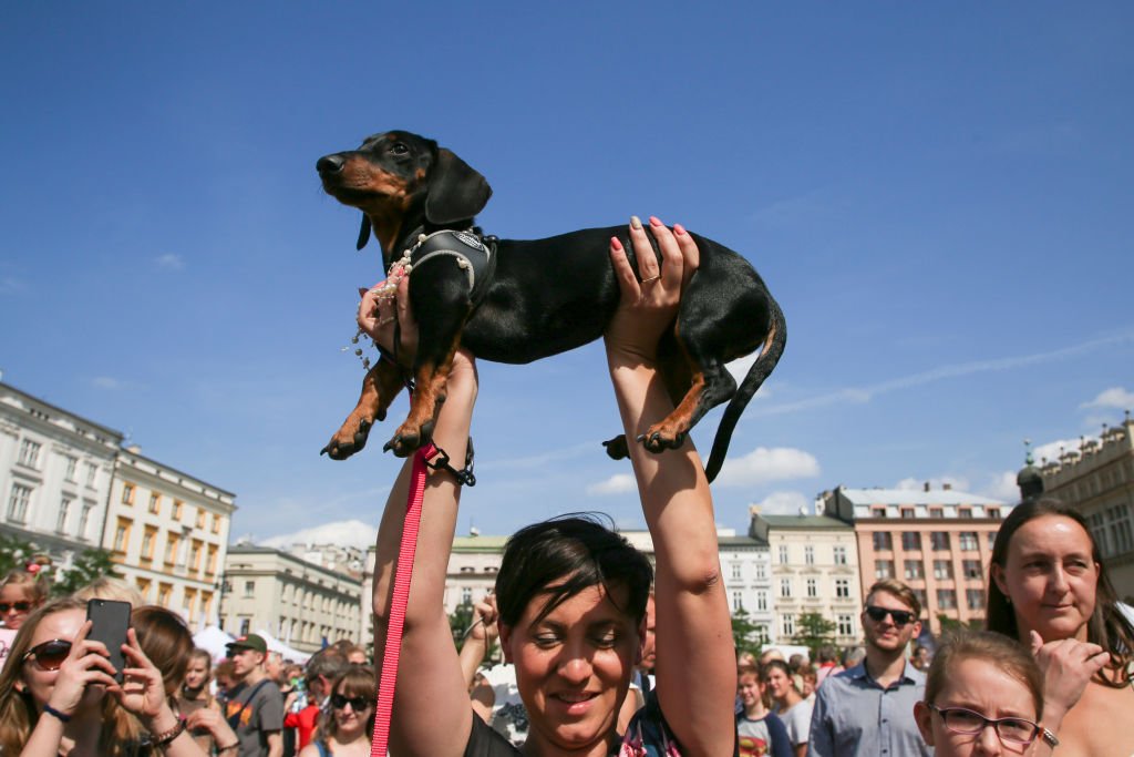 March of the Dachshunds, Krakow