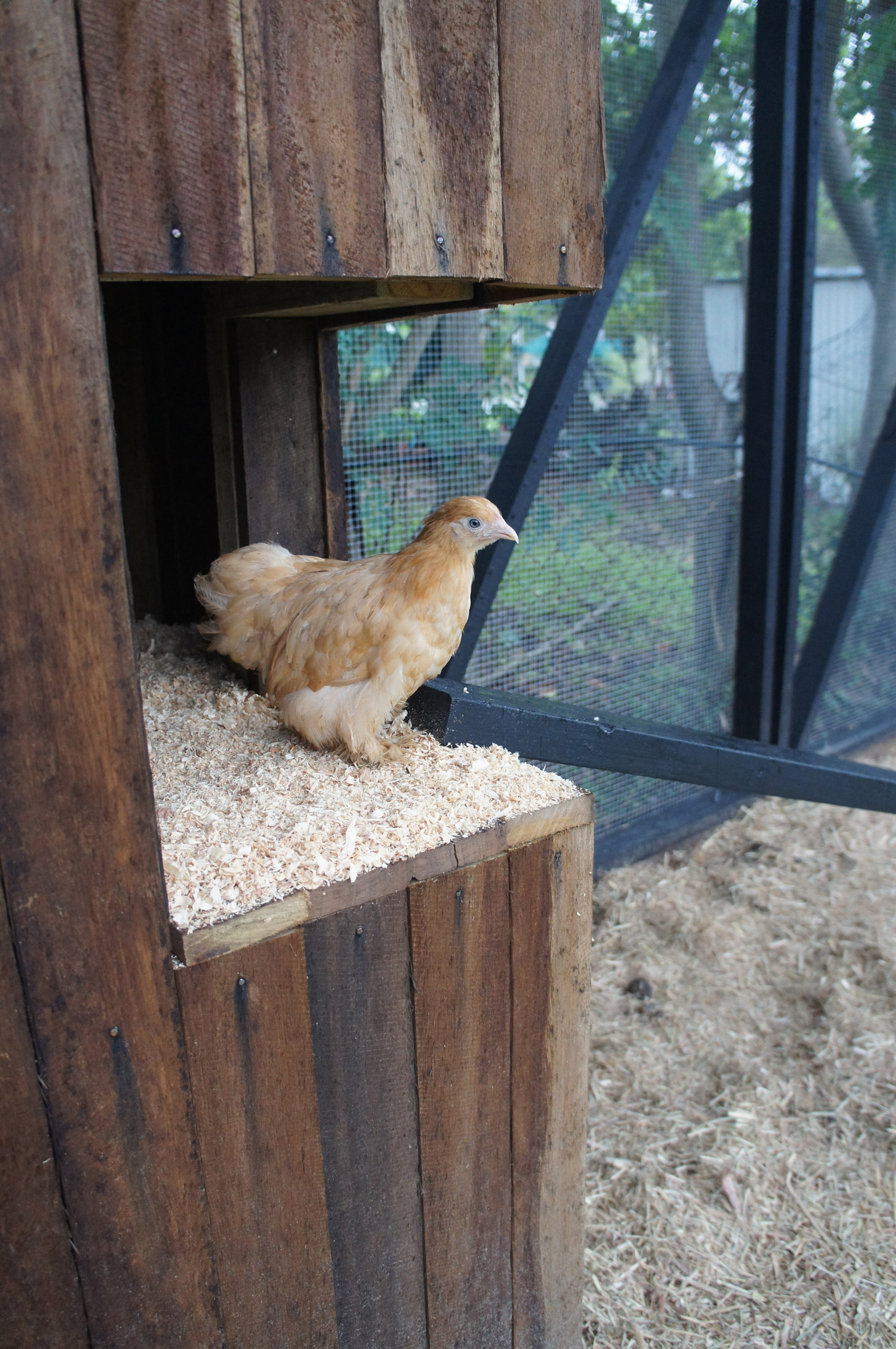 3_House-for-hens-04.jpg