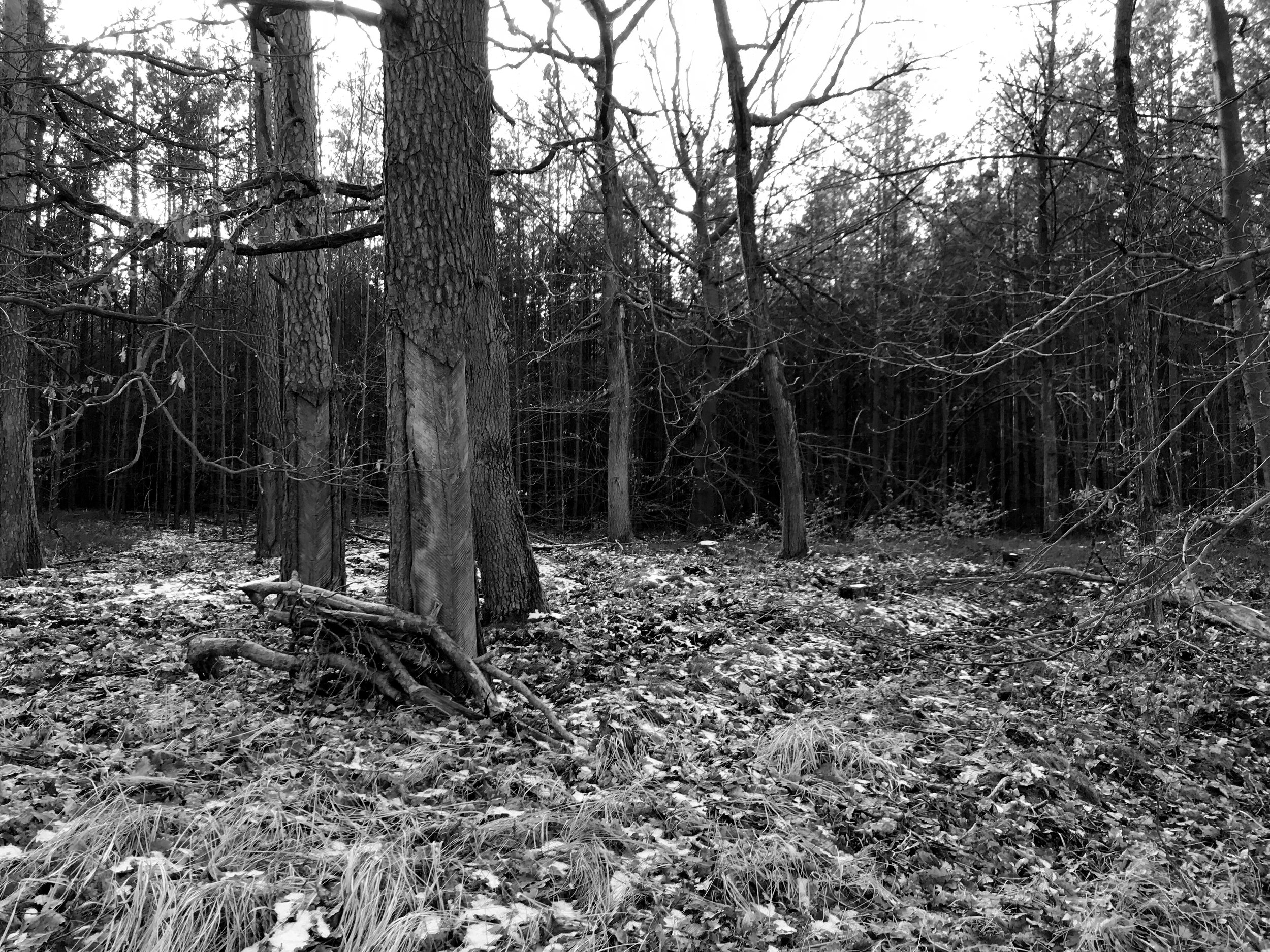 IMG_0865-bw.jpg