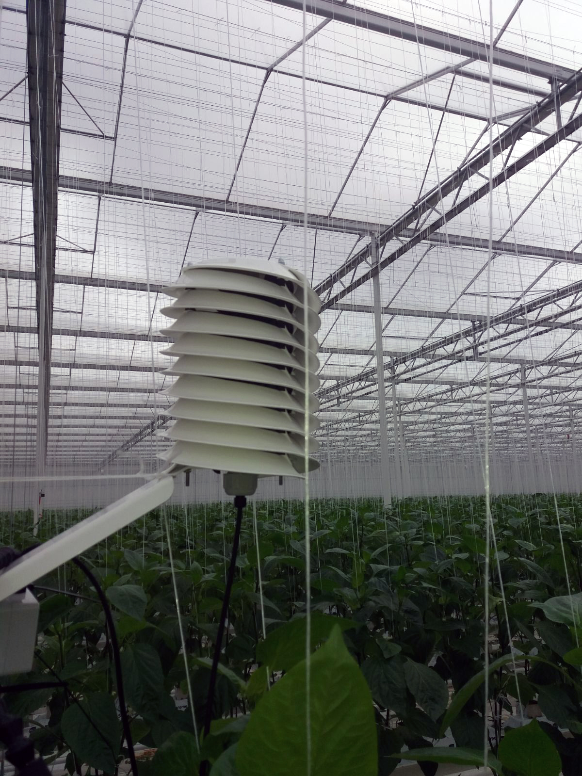 Helical solar radiation shield in greenhouse Barani Design