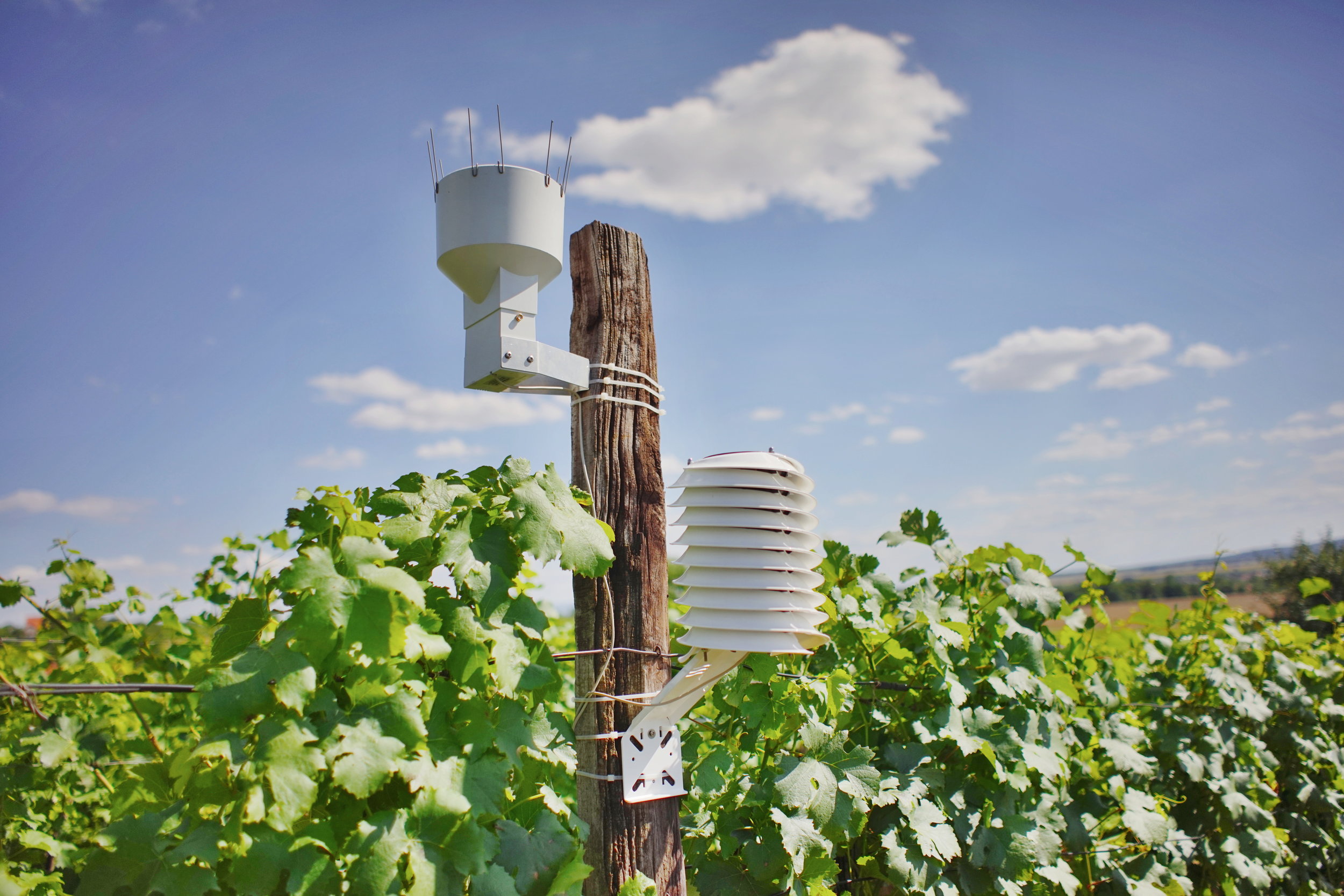 MeteoHelix IoT Pro weather station and rain gauge at a wine yard