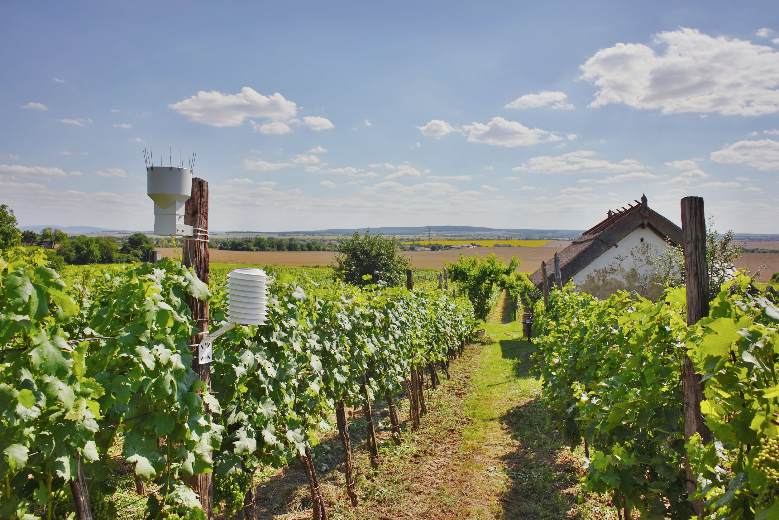 Wine yard weather station with a rain gauge