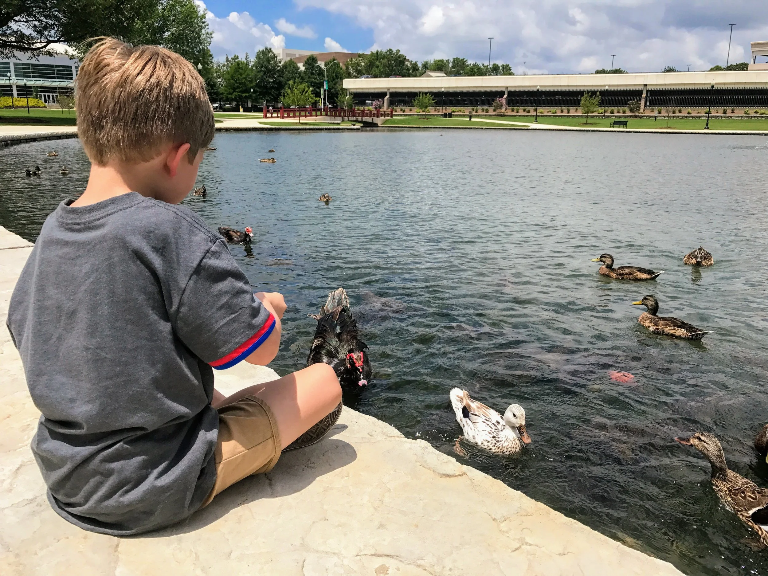 Fierce fowl at Big Spring Park